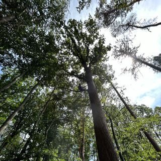 bäume fällen ruhrgebiet firma für baumfällung, baumpflege & Gartenarbeit