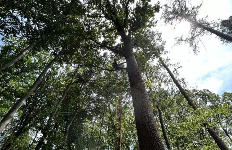 seilklettertechnik ruhrgebiet baumkraft24 herne