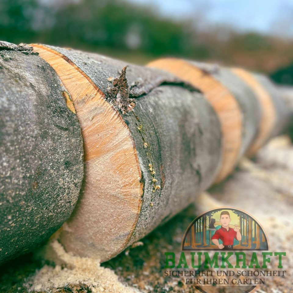 wurzelfräsen firma ruhrgebiet in der nähe herne